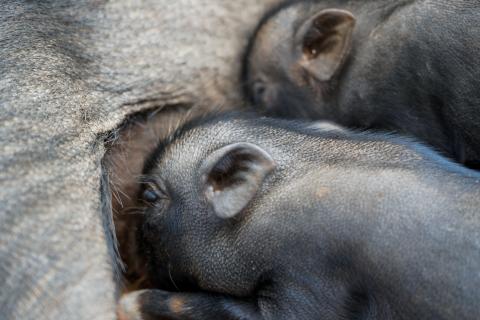 Pig Farming